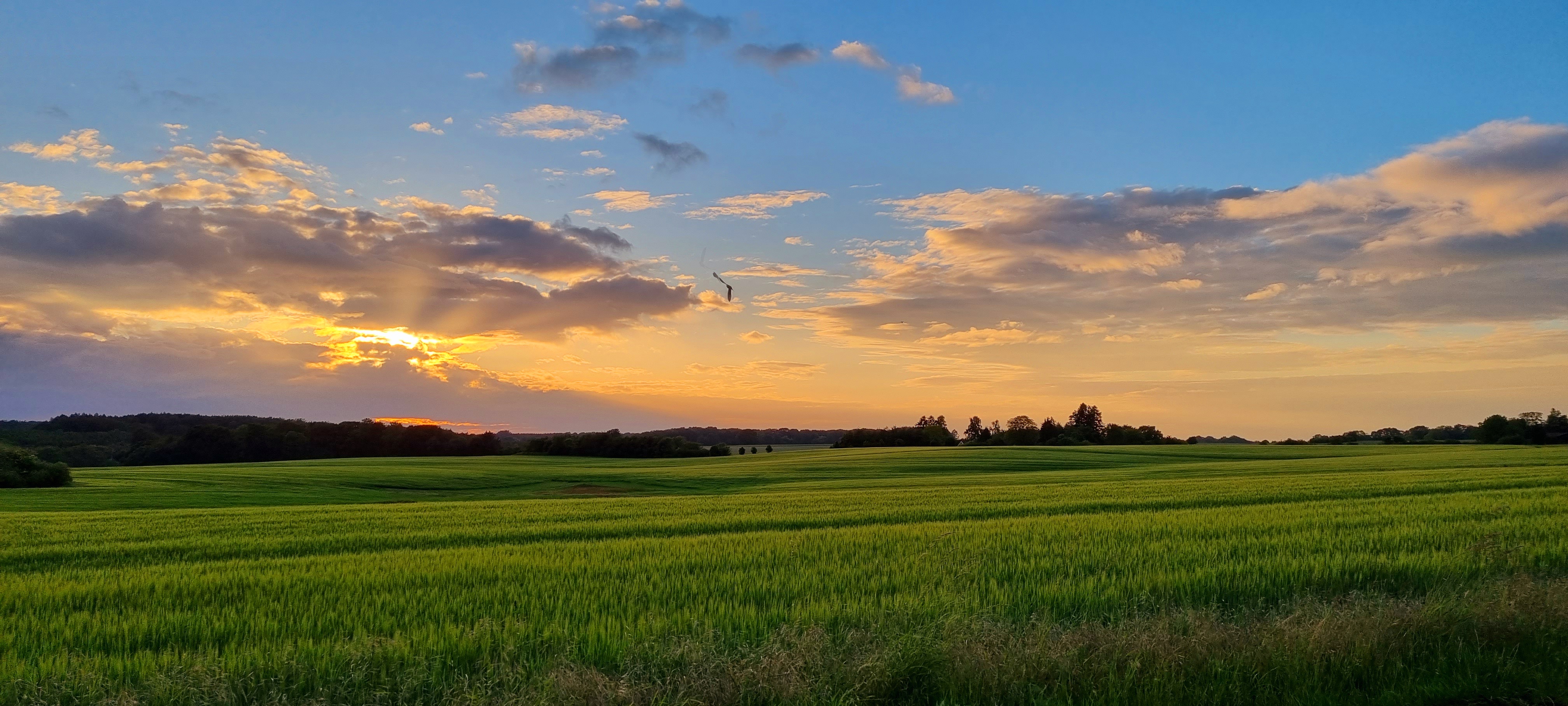 Solnedgang over kornmarken ved Urupholt
