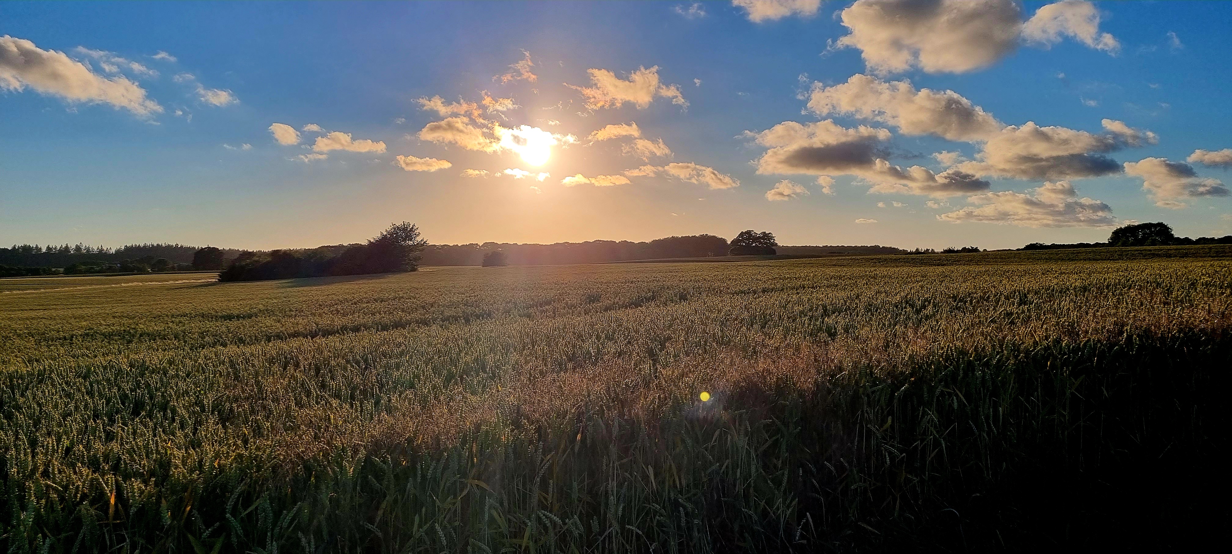 Aftensol over hvedemarken
