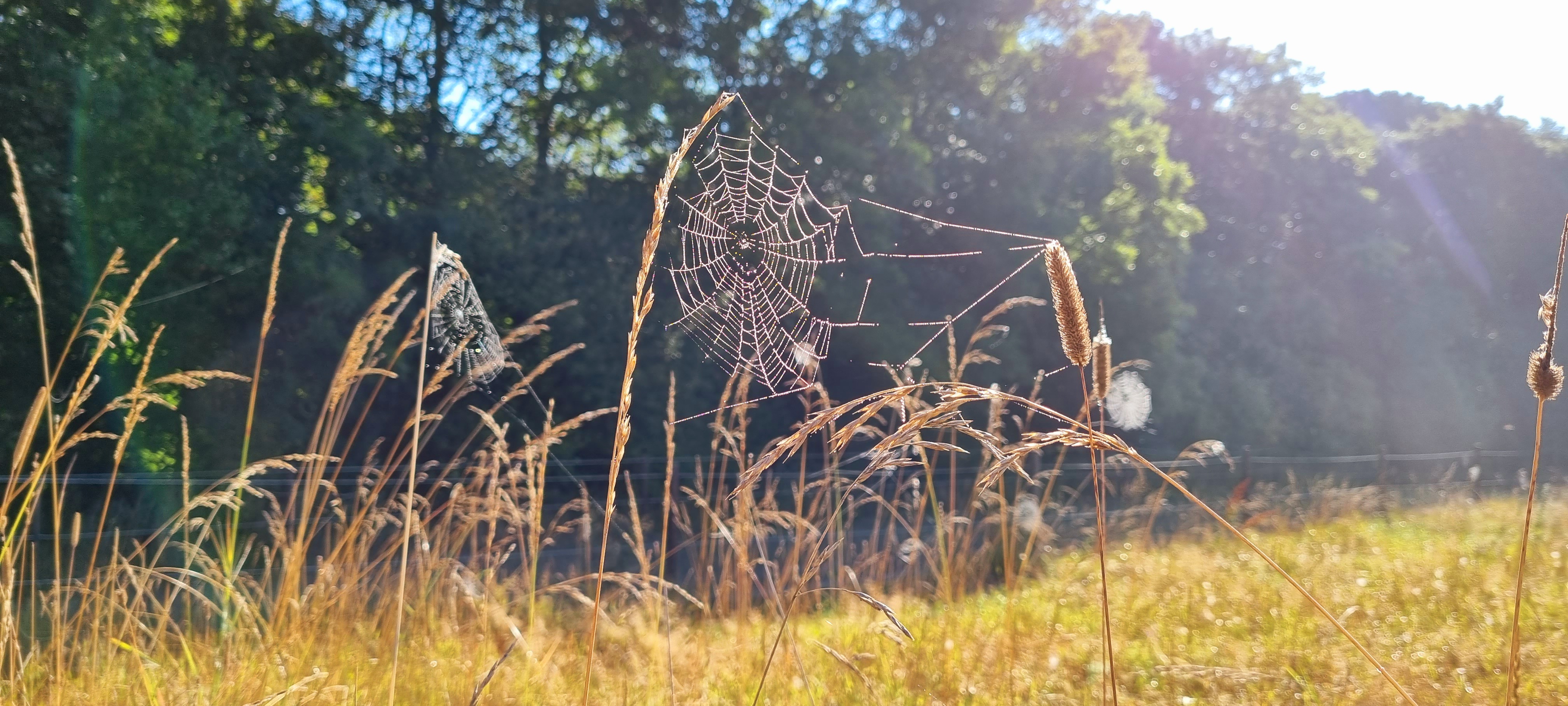 Morgenlys over bakkerne